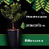 Blahočet čilský - Araucaria araucana Nabídka Zahrada ostatní