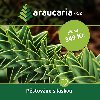 Blahočet čilský - Araucaria araucana Obrázek